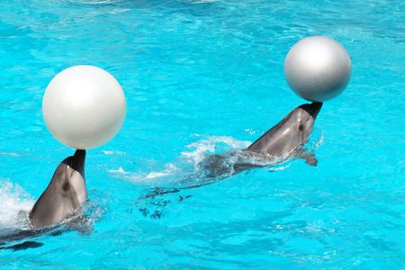 Two dolphins playing with big balls in blue waterの写真素材
