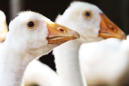 Closeup of young goose's portrait isolated on background with other birds