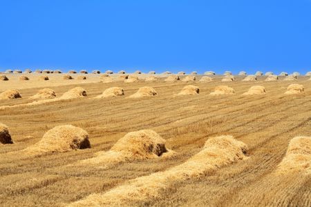 Nice yellow farm field with haystacks on blue sky background の写真素材