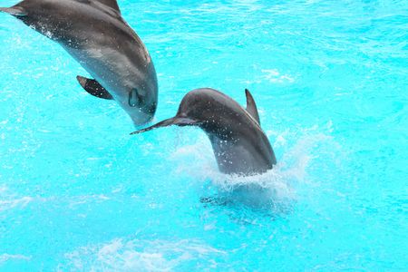 Two dolphins are jumping into water. Nice background with copy spaceの写真素材