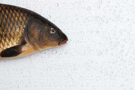 Closeup of fresh raw carp lying on silver metal background with water dropsの写真素材