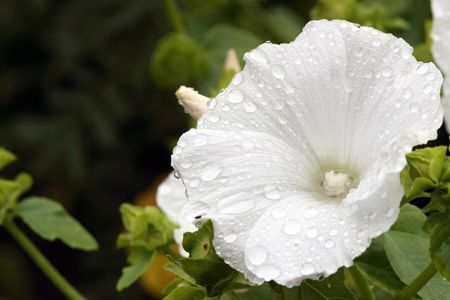 Closeup of nice white flower with water drops on dark green backgroundの写真素材