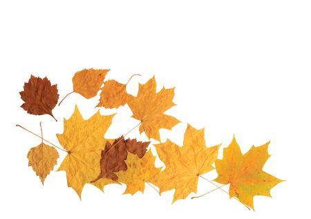 Few dry autumn leavesの写真素材