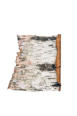 Bark of the birchの写真素材