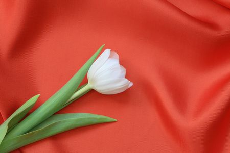Nice white tulip lying on red silk background with copy spaceの写真素材