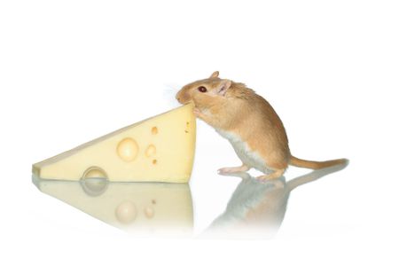 Ginger mouse eating cheese on white backgroundの写真素材