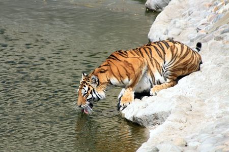 Siberian tiger taking a drink on the river bank. Horizontal imageの写真素材