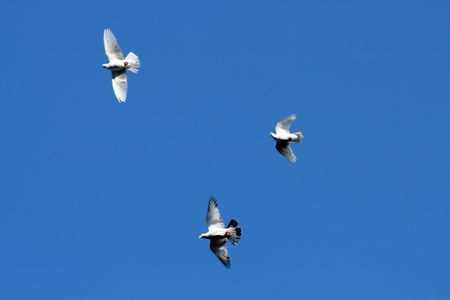 Three white flying pigeons on background with blue sky