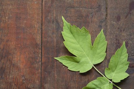Nice green leaves lying on dark wooden background with copy spaceの写真素材