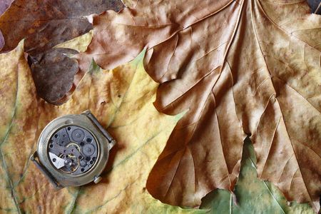 Old watch with open mechanism lying on dry maple leaves backgroundの写真素材