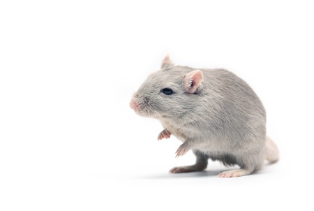 Nice gray mouse standing on white backgroundの写真素材