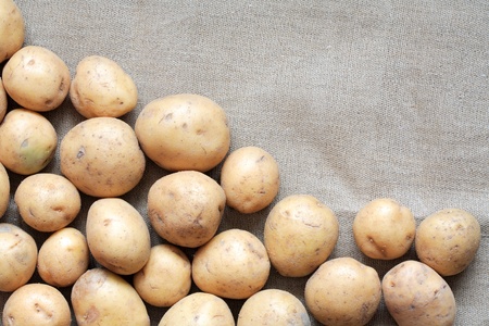 Lot of raw potatoes lying on gray canvas backgroundの写真素材