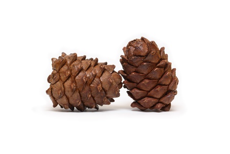 Two cedar cones on white backgroundの写真素材