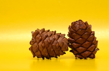 Two cedar cones on yellow backgroundの写真素材