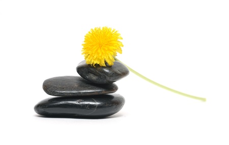 Closeup of nice yellow dandelion lying on black stonesの写真素材