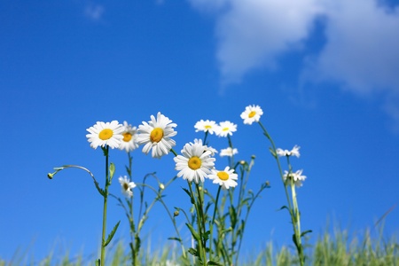 Closeup of few oxeye daisy flowers against blue sky with cloudsの写真素材