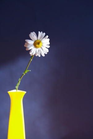 Still life with oxeye daisy in high yellow vase on dark backgroundの写真素材