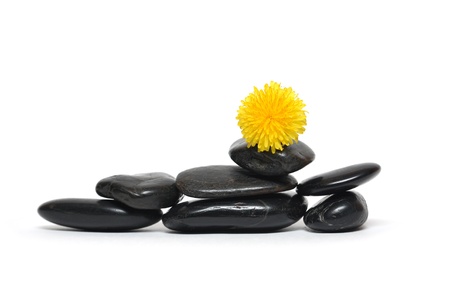 Closeup of nice yellow dandelion lying on balancing black stonesの写真素材