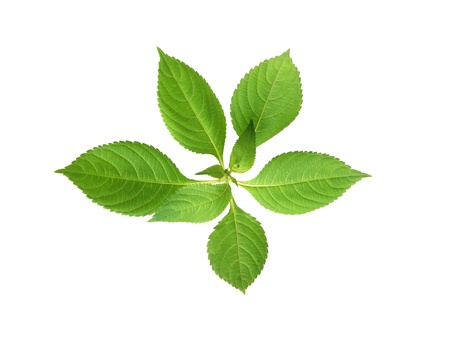 Beautiful branch with green leaves isolated on white background. Clipping path is includedの写真素材