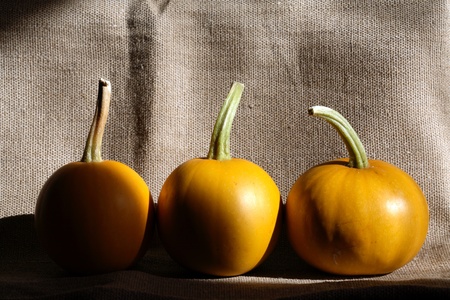 Three pumpkins on canvas background with sunbeamの写真素材