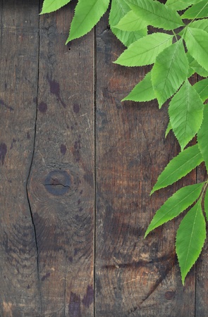 Branch with freshnes green leaves against old wooden surfaceの写真素材