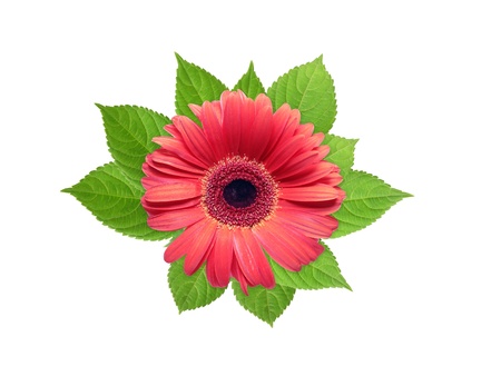 Nice design element. Beautiful red flower head lying on freshness green leavesの写真素材