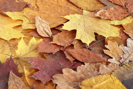 Autumn concept. Background made from various dry autumn leaves