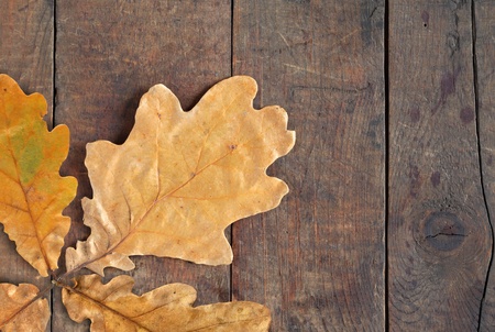 Autumn concept. Few dry oak leaves on nice old wooden surface