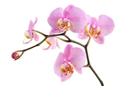 Closeup of beautiful purple orchid on white background.の写真素材