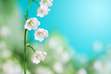Lily of the valley with long green leaf on blue background. Macro with free space for textの写真素材