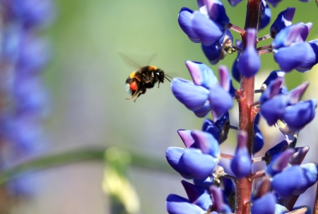 Closeup of flying bumblebee near nice blue lupineの写真素材