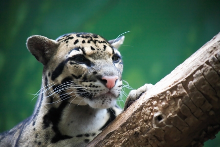 Closeup portrait of beautiful wild cat lying on treeの写真素材