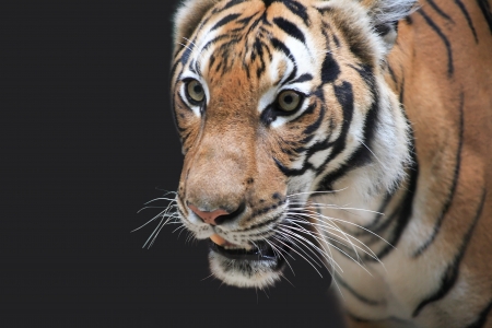 Closeup portrait of beautiful tiger on dark backgroundの写真素材