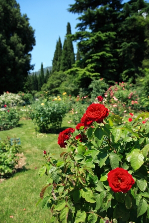 Beautiful red roses bush in botanical garden at summer dayの写真素材