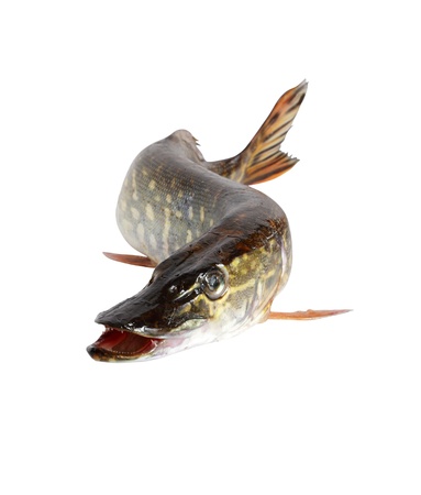 Freshness raw pike isolated on white background の写真素材