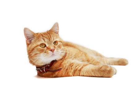 Ordinary domestic ginger cat lying on white backgroundの写真素材