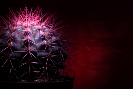 Closeup of potted cactus with pink thorns on dark backgroundの写真素材