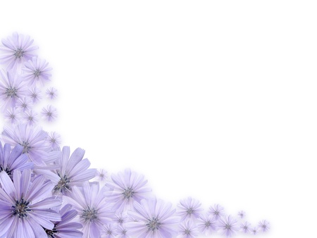 Nice border made from beautiful violet daisy flowersの写真素材