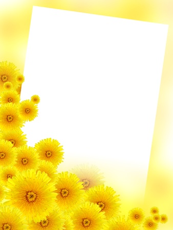Yellow background with lot of dandelion flowers and blank white surface for textの写真素材