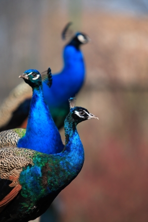 Closeup portrait of three beautiful peacocks on dark backgroundの写真素材