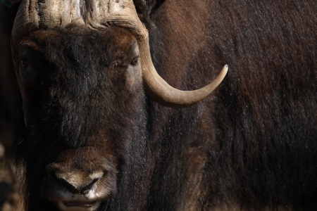 Portrait of old musk-ox with long horn and furの写真素材