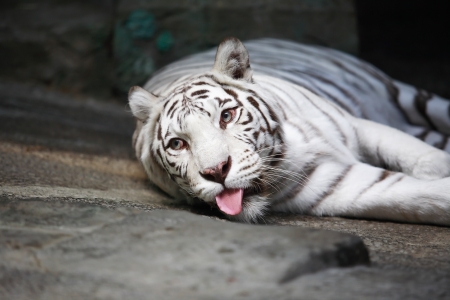 Beautiful white tiger lying on stone surface on dark backgroundの写真素材
