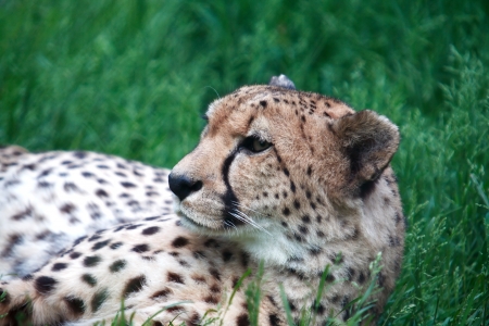 Beautiful cheetah relaxation on green grass. Closeup portraitの写真素材