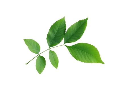 Beautiful twig with green leaves on white background. Isolated with clipping pathの写真素材