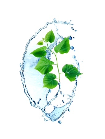 Ecology concept. Abstract composition with green leaves and splashing waterの写真素材
