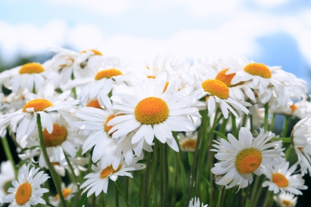 Nice blossoming daisy flowers on blue sky backgroundの写真素材