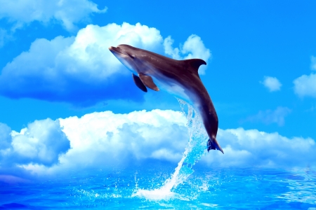 Nice dolphin make high jump from water against blue sky with cloudsの写真素材