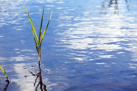 One sedge steam in blue water. Abstract nature backgroundの写真素材