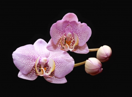 Beautiful pink blossoming orchid on black backgroundの写真素材
