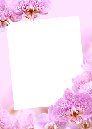 Beautiful pinl orchids greeting card with blank space for textの写真素材